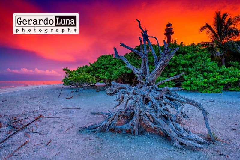 Driftwood at sunset