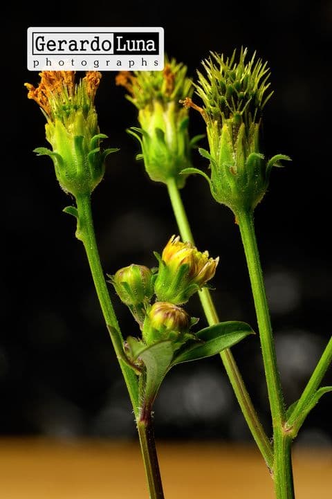 Macro plants